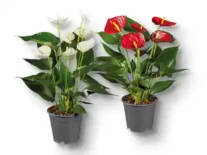 Anthurium andraeanum