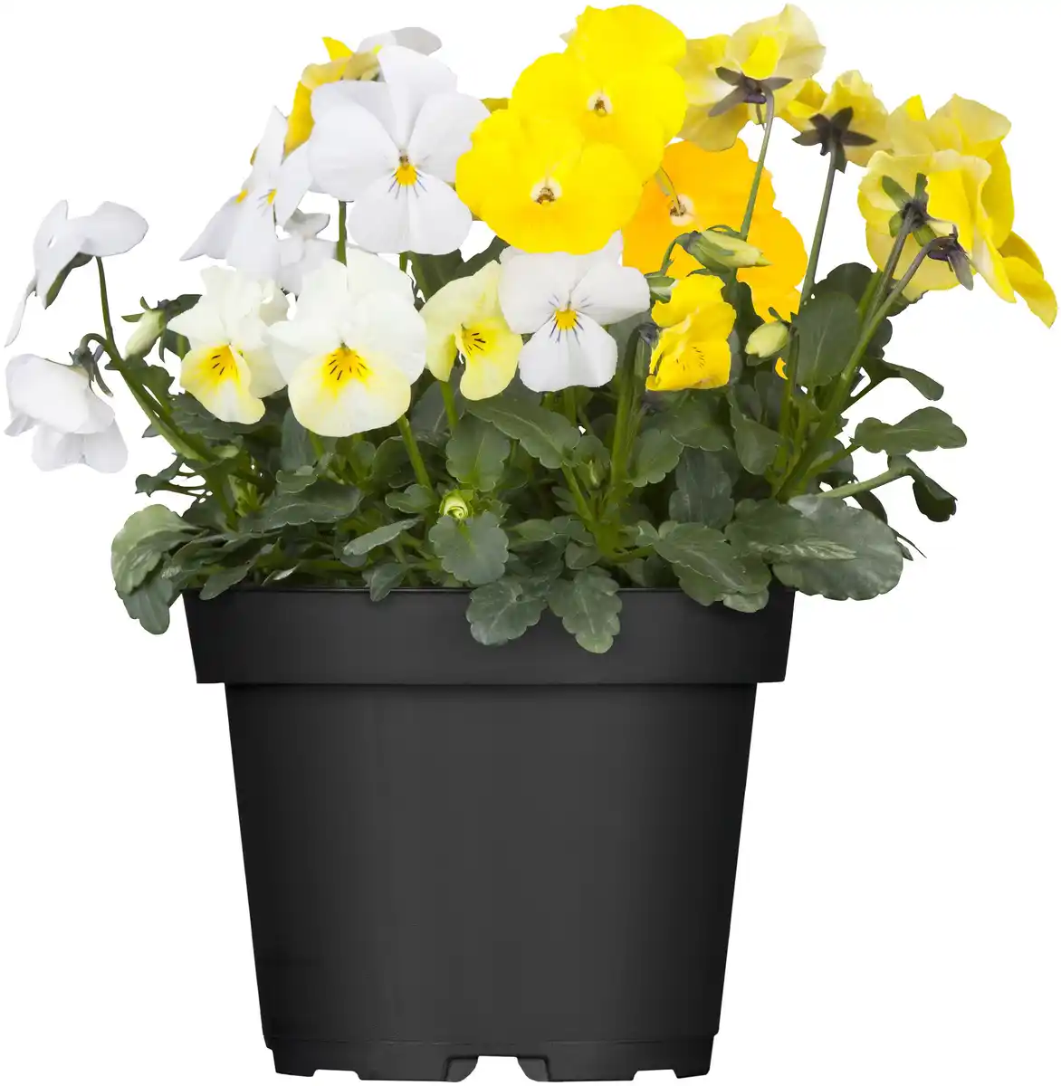 Bild 1 von Viola Cornuta Hornveilchen Trio 13 cm