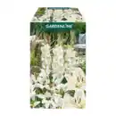 Bild 3 von GARDENLINE Blumenzwiebeln Farbmix 500g