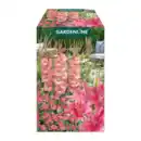 Bild 2 von GARDENLINE Blumenzwiebeln Farbmix 500g