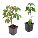 Bild 1 von GARDENLINE Zierstrauch