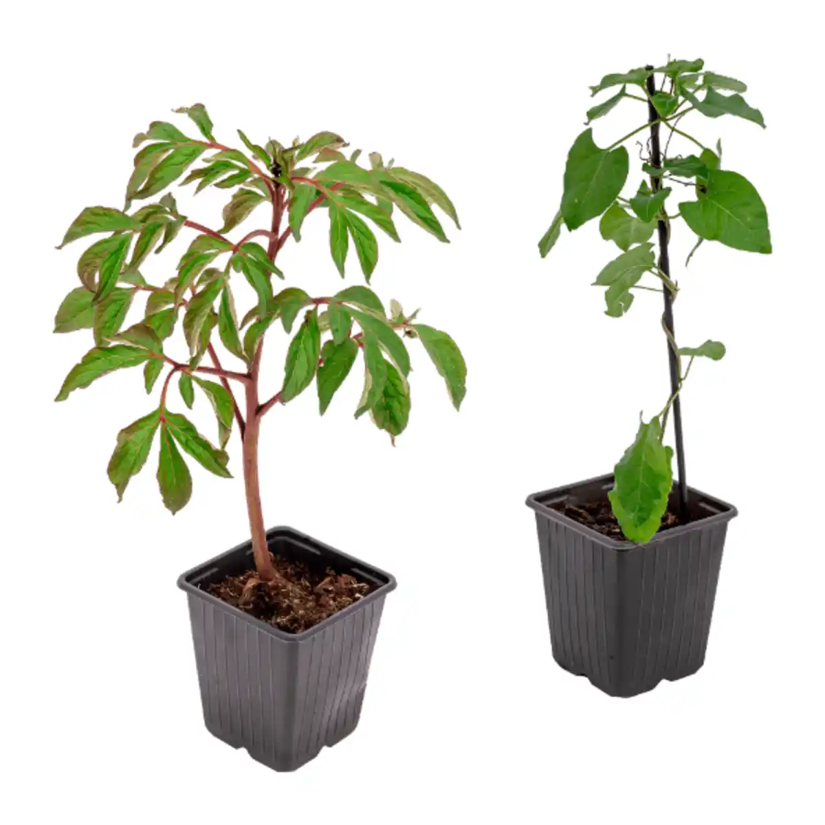 Bild 1 von GARDENLINE Zierstrauch