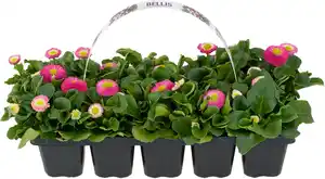 Gänseblümchen Bellis H ca. 10 cm 10er Pack