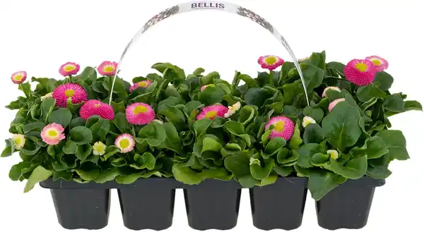 Bild 1 von Gänseblümchen Bellis H ca. 10 cm 10er Pack