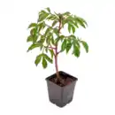 Bild 3 von GARDENLINE Zierstrauch