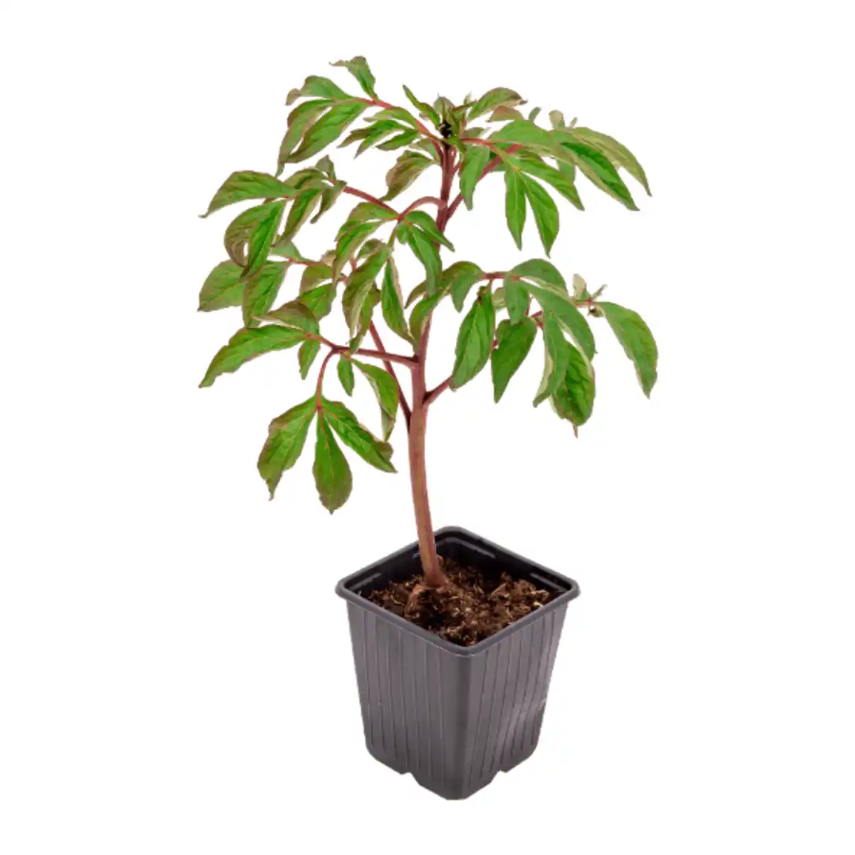 Bild 3 von GARDENLINE Zierstrauch