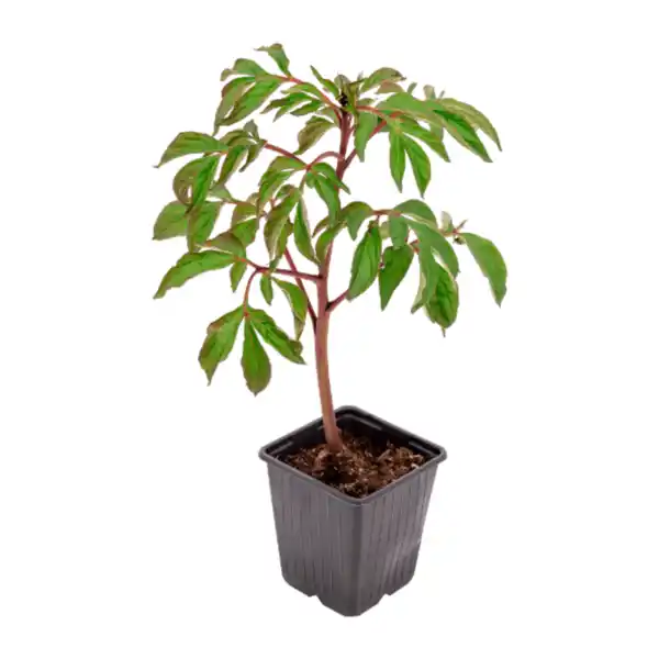 Bild 3 von GARDENLINE Zierstrauch