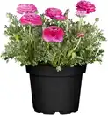 Bild 1 von Ranunkel Ranunculus H ca 15 cm 10,5 cm Topf