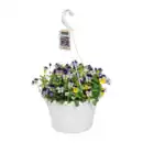 Bild 4 von GARDENLINE Viola-Ampelpflanze