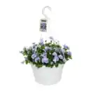 Bild 2 von GARDENLINE Viola-Ampelpflanze