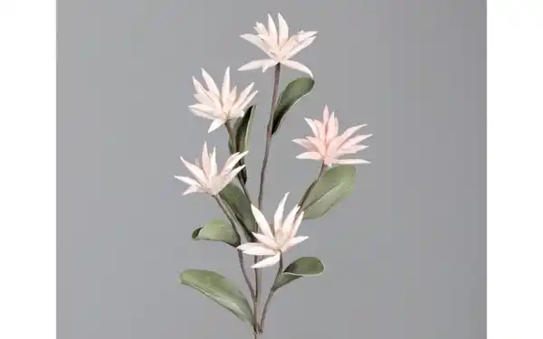 Bild 2 von Foam Kapern mit 5 Blüten, rose, 100 cm