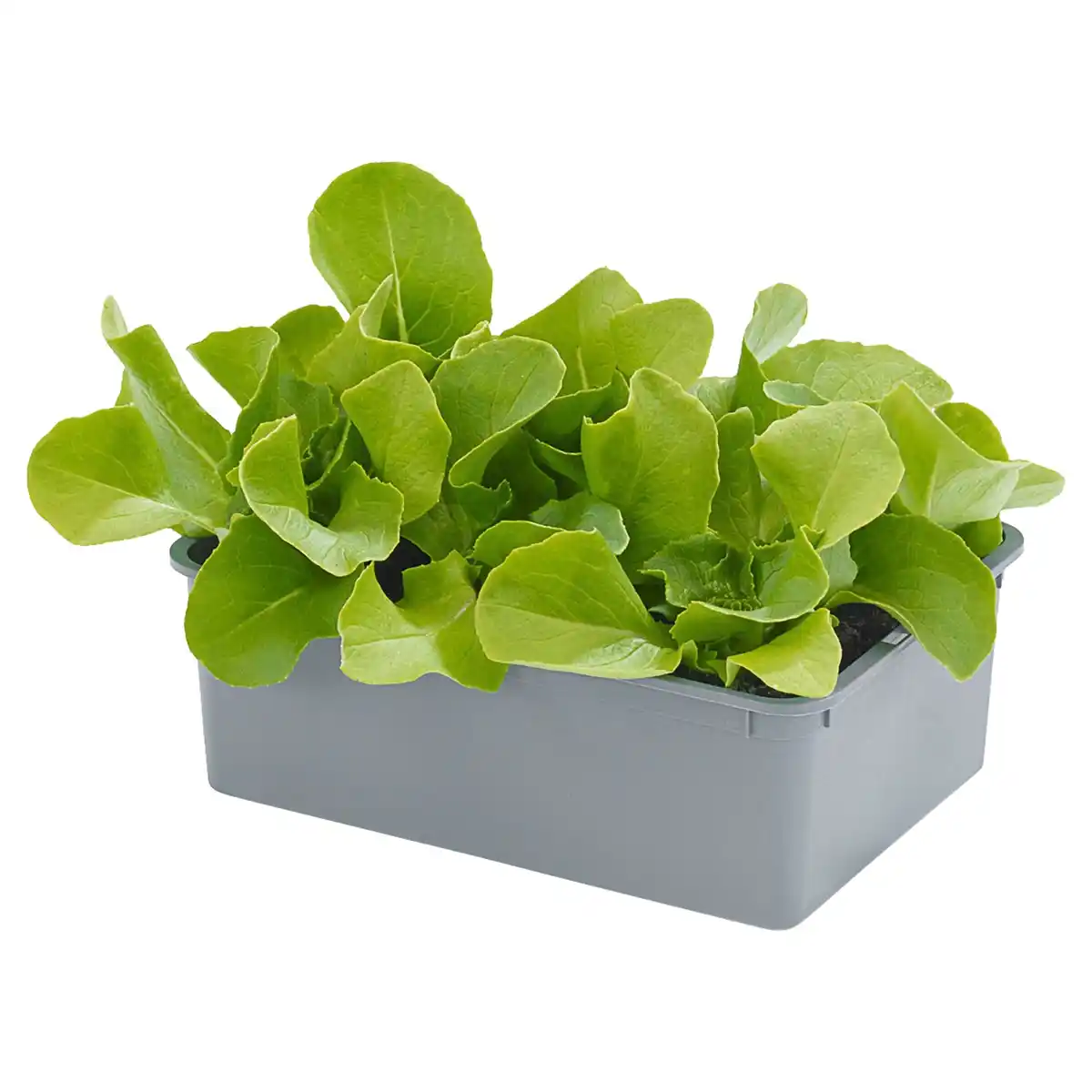 Bild 1 von GARDENLINE Salatschalen 6er-Pack