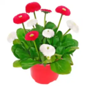 Gänseblümchen »Duo«