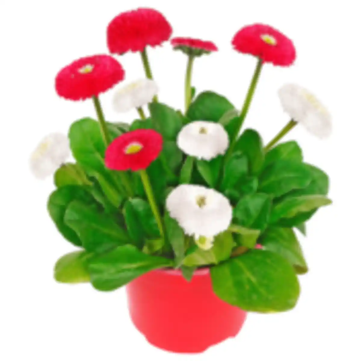 Bild 1 von Gänseblümchen »Duo«