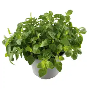 GARDENLINE Kräuter