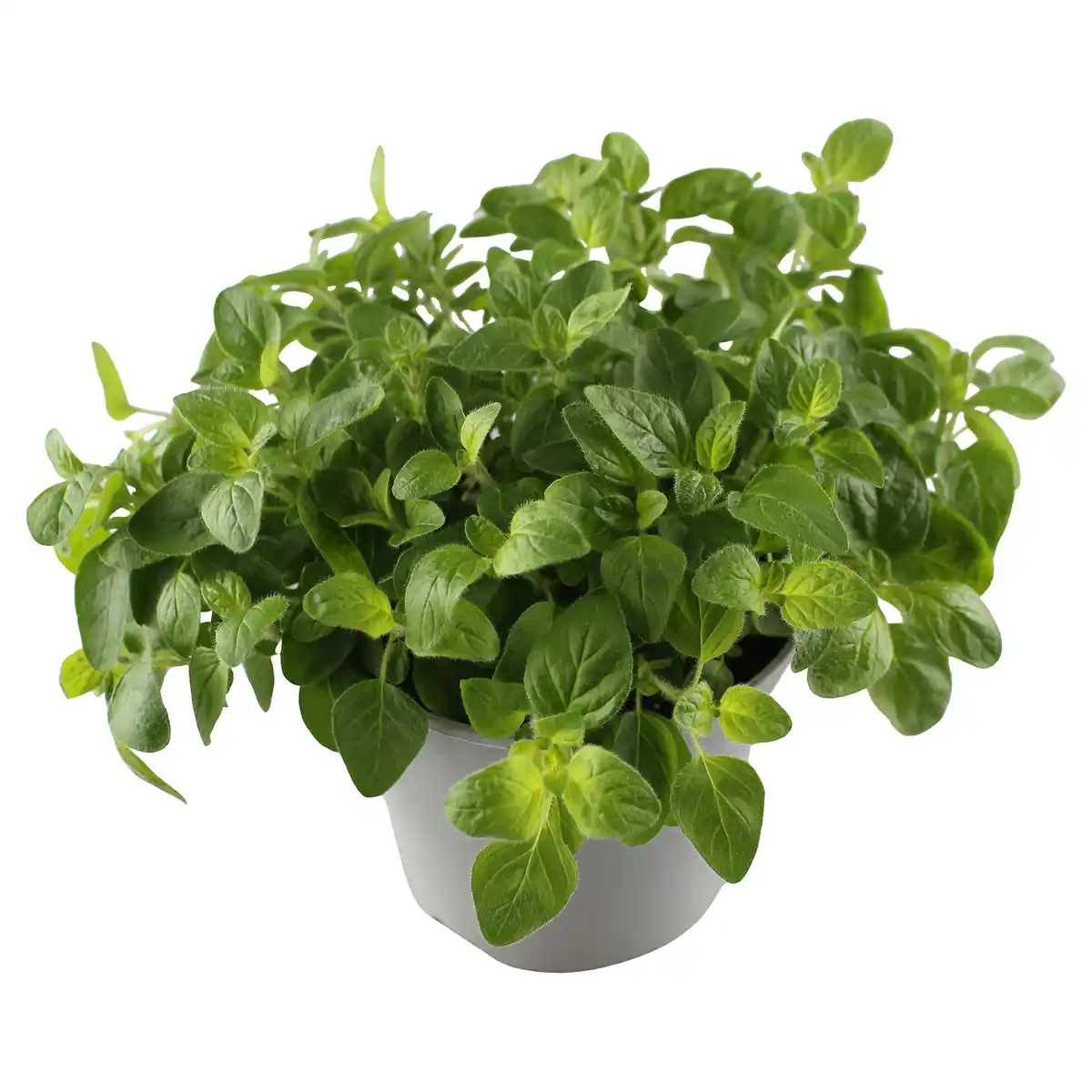 Bild 1 von GARDENLINE Kräuter