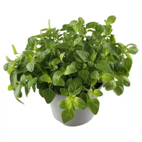 Bild 1 von GARDENLINE Kräuter