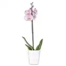 Bild 3 von Orchidee Phalaenopsis