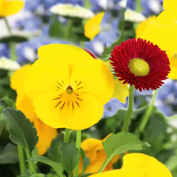 Bild 2 von Bunter Balkonkasten Frühling