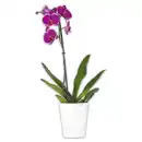 Bild 2 von Orchidee Phalaenopsis