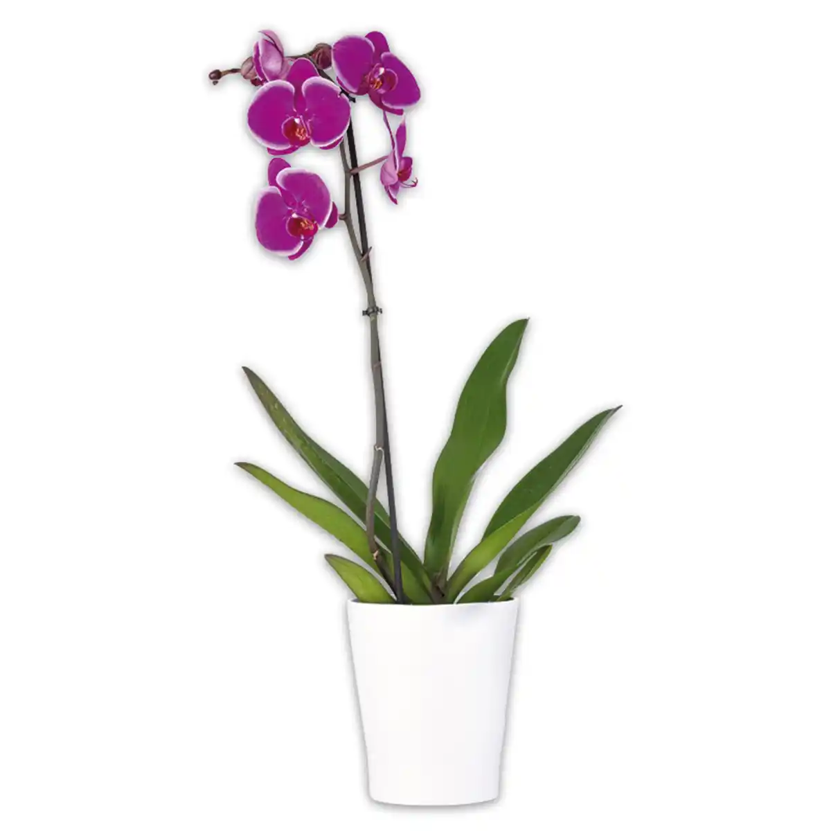 Bild 2 von Orchidee Phalaenopsis