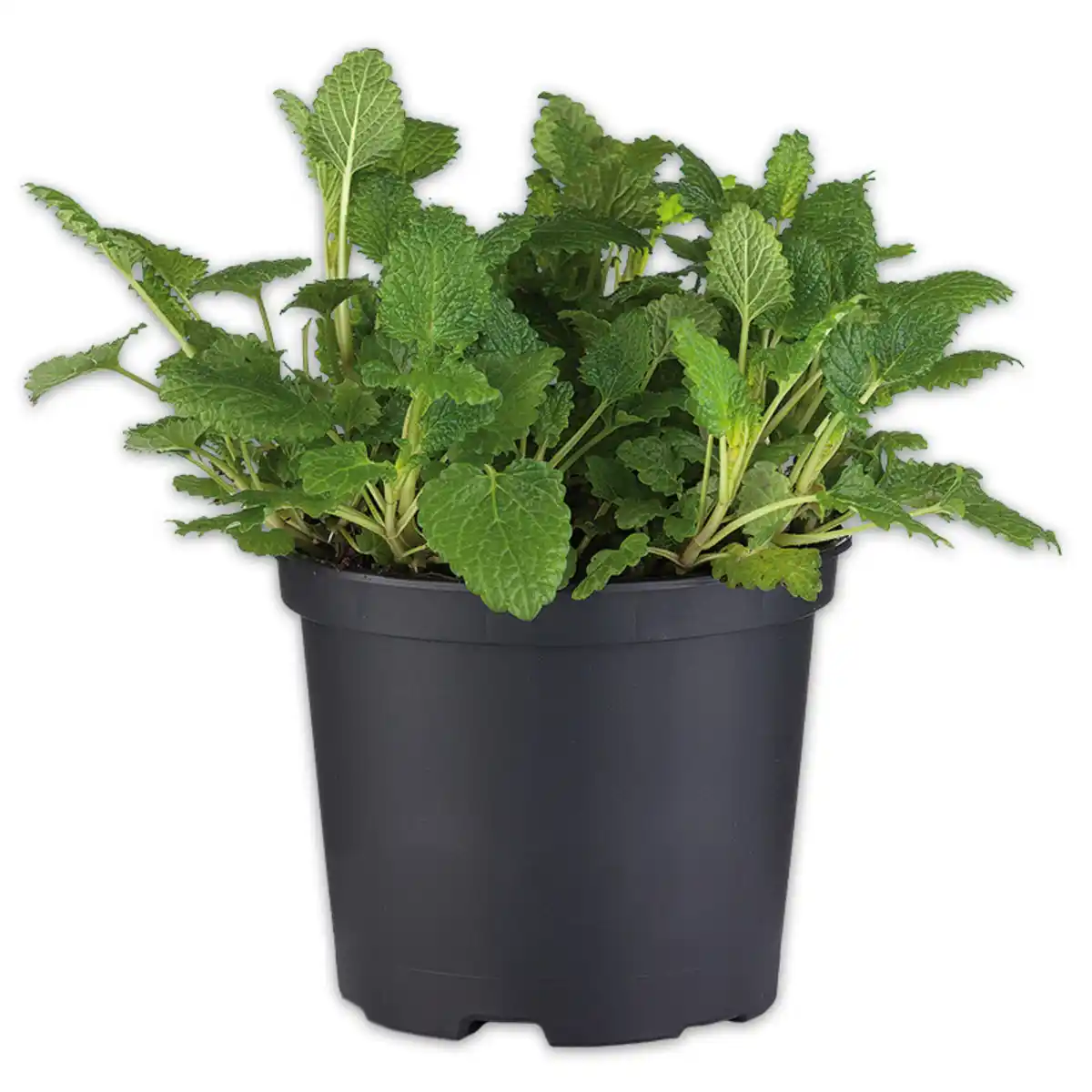 Bild 2 von Gewürzkräuter