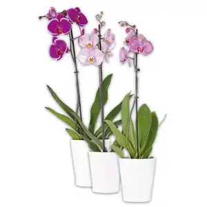 Orchidee Phalaenopsis