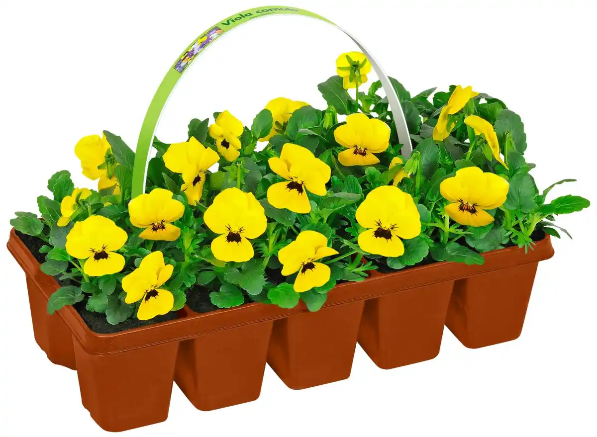 Bild 3 von Frühjahrsblüher 10er-Pack, Tray