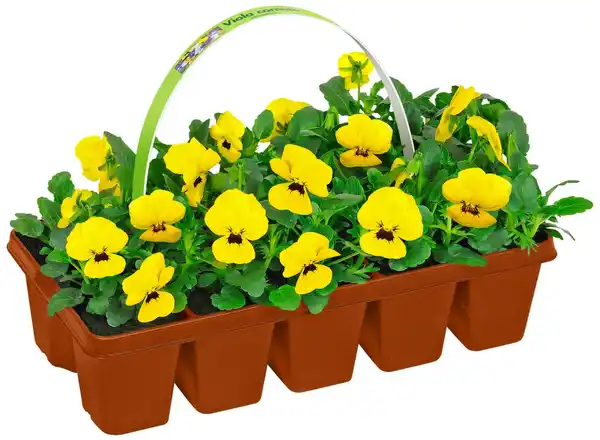 Bild 3 von Frühjahrsblüher 10er-Pack, Tray