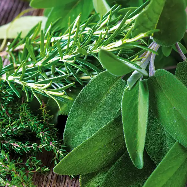 Bild 4 von Gewürzkräuter