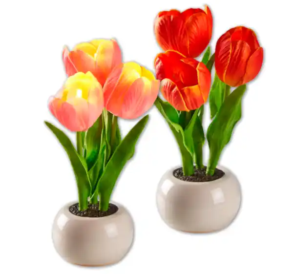 Bild 1 von LED-Tulpen im Topf*