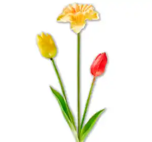 Tulpe oder Narzisse*