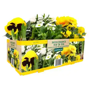 GARDENLINE Frühlingsmix 6er