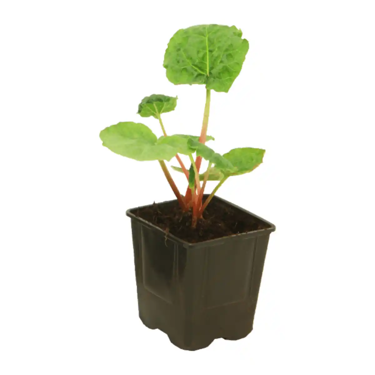 Bild 2 von GARDENLINE Erdbeere / Rhabarber