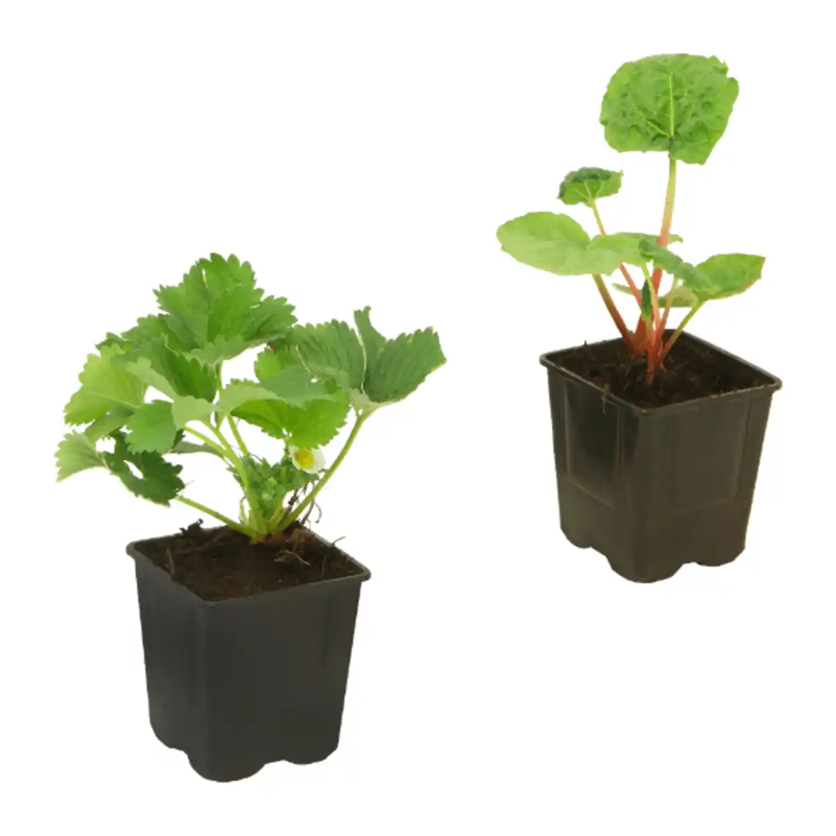 Bild 1 von GARDENLINE Erdbeere / Rhabarber