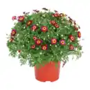 Bild 2 von GARDENLINE Margeriten-Busch