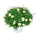 Bild 4 von GARDENLINE Margeriten-Busch