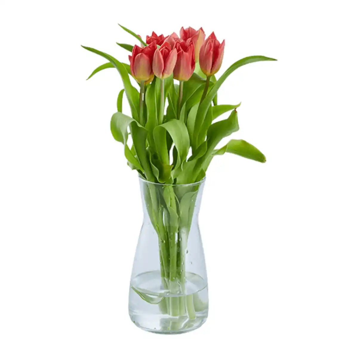 Bild 2 von GARDENLINE Tulpen