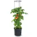 Bild 1 von Pflanzkübel Tomatenturm, 28l