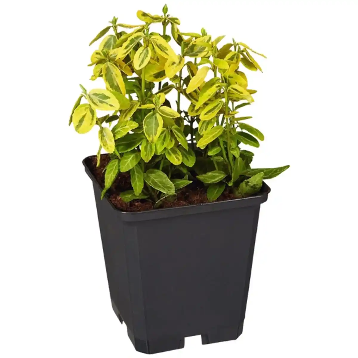 Bild 1 von Gartenkrone Spindelstrauch, Euonymus fortunei »Emerald Gold«, weiß, winterhart