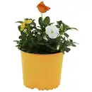 Bild 1 von Hornveilchen, Viola cornuta »Trio«, Blütenfarbe: dreifarbig