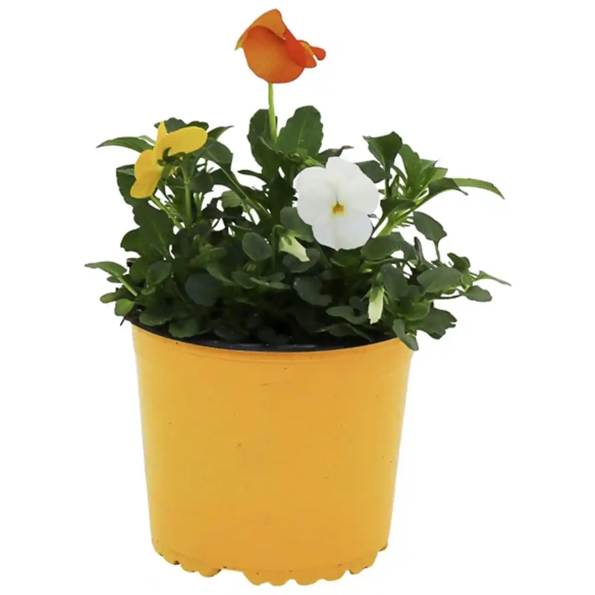 Bild 1 von Hornveilchen, Viola cornuta »Trio«, Blütenfarbe: dreifarbig