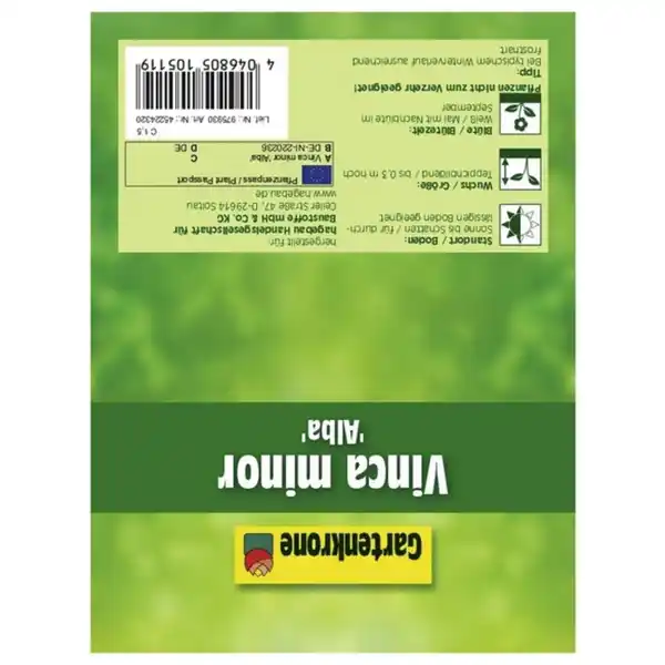 Bild 3 von Gartenkrone Kleinblättriges Immergrün, Vinca minor »Alba«, Blattfarbe: grün, Blüte: weiß