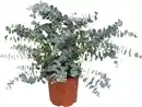 Bild 1 von Eucalyptus gunnii Eukalyptus Busch 23 cm Topf