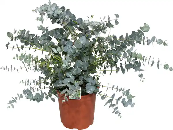 Bild 1 von Eucalyptus gunnii Eukalyptus Busch 23 cm Topf