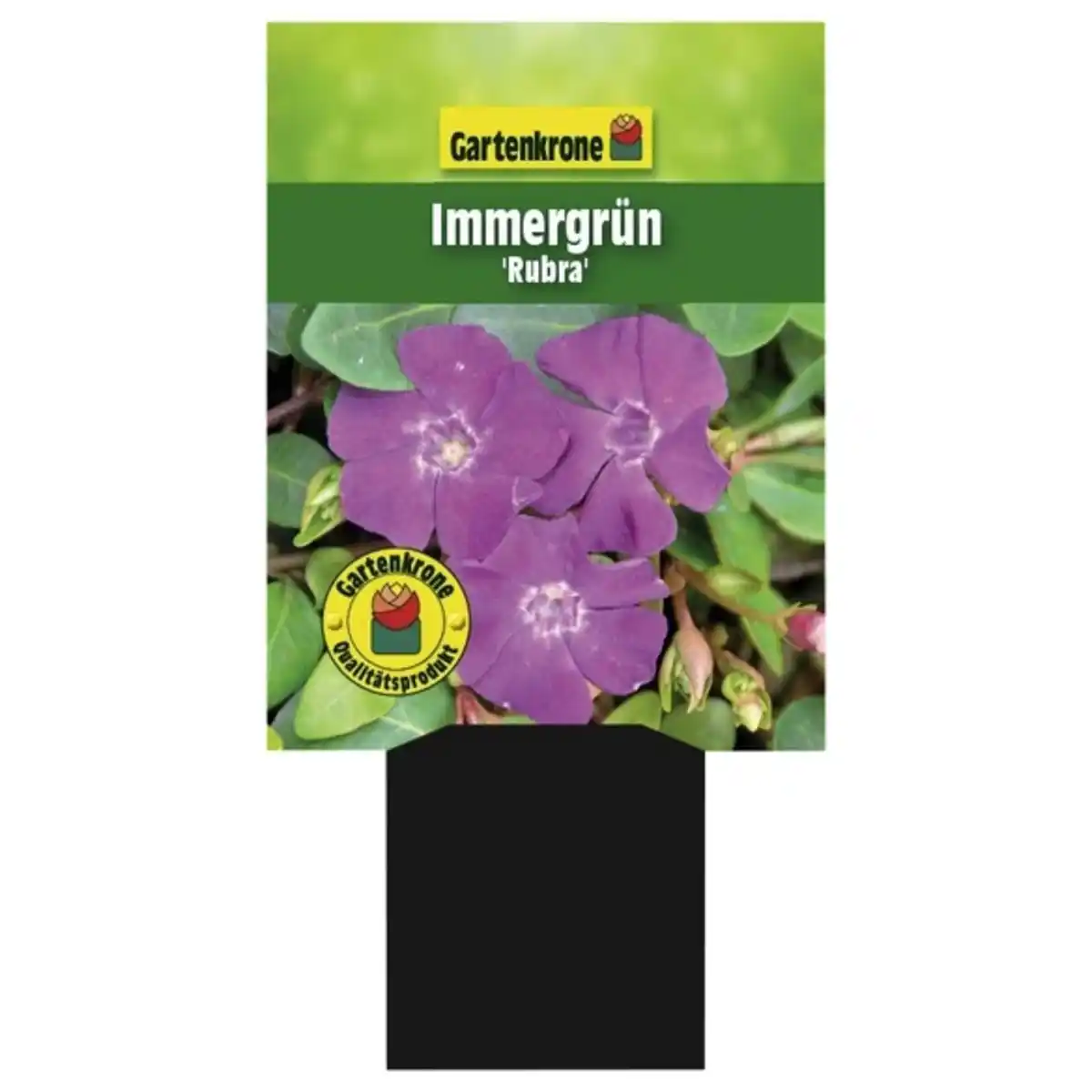 Bild 1 von Gartenkrone Kleinblättriges immergrün, Vinca minor »Rubra«, rot, winterhart