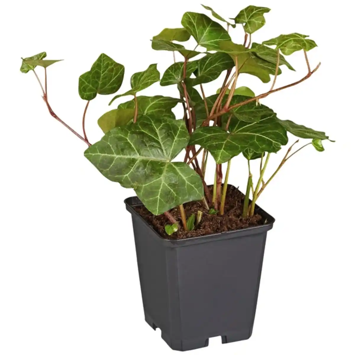 Bild 1 von Gartenkrone Efeu, Hedera helix »Hibernica«, creme, winterhart