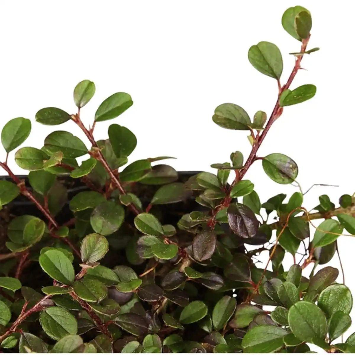 Bild 4 von Gartenkrone Zwergmispel, Cotoneaster Procumbens »Streibs Findling«, weiß, winterhart