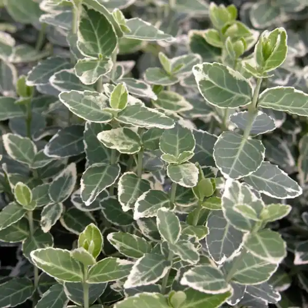 Bild 2 von Gartenkrone Spindelstrauch, Euonymus fortunei »Emerald Gaiety«, weiß, winterhart