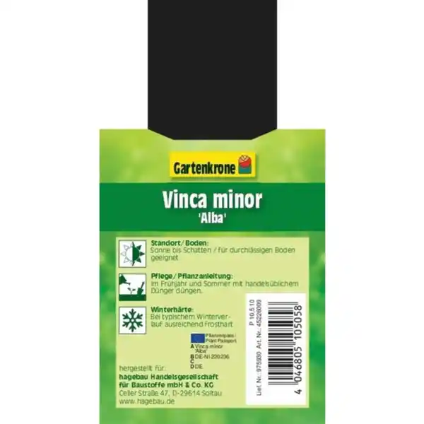 Bild 3 von Gartenkrone Kleinblättriges immergrün, Vinca minor »Alba«, weiß, winterhart